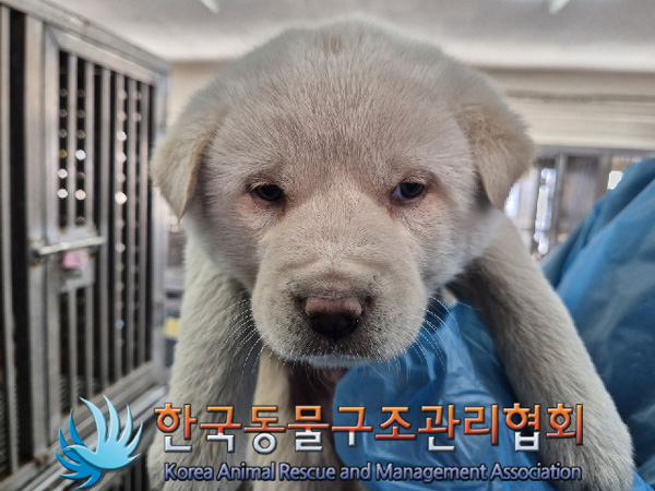 종료(안락사) 믹스…